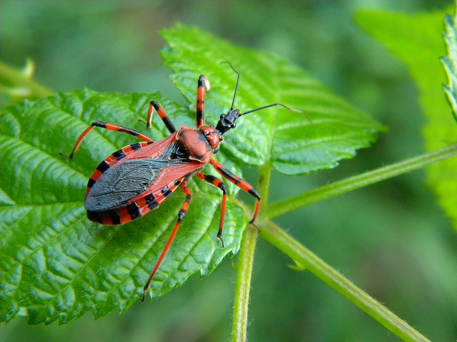 Rhynocoris cfr. iracundus/rubricus di Varese